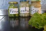 Fermentation