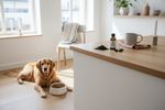algenoel hund vegan 202608171605