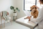 blutwerte hund vegan kontrollieren 202608180707