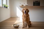 duerfen hunde haferflocken essen 202608161607