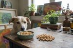 duerfen hunde kichererbsen essen 202608311605