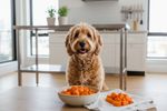 duerfen hunde suesskartoffeln essen 202608170704