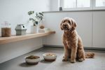 ist soja schaedlich fuer hunde 202608301605