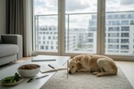 ist veganes hundefutter gesund 202608101623