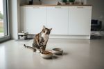 ist veganes katzenfutter tierquaelerei 202609040711