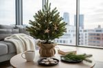 lebender christbaum 202608080441