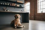 taurin hund vegan 202608131106