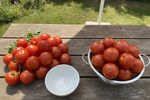 tomaten kuehlschrank oder nicht 202606091951