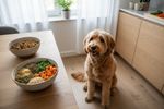 vegane hundeernaehrung pro contra 202609081606