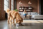 veganes hundefutter erfahrungen 202608102345