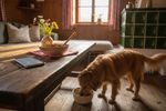 veganes hundefutter forum 202609181605