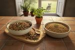veganes hundefutter fuer sporthunde 202609181109