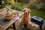 veganes hundefutter reisen ausland 202609182006