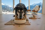 veganes hundefutter senior hund 202608290706