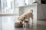 veganes nassfutter hund 202608110013