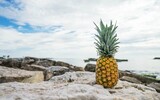 ananasbild