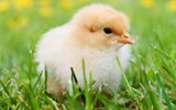 chicks 349035_1280