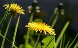 common dandelion 331701_1280