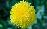 dandelion 788768_1280