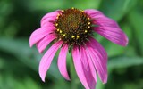 echinacea