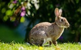 european rabbit 1145314_1280