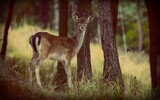fallow deer 984576_1920