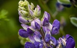 garden lupine 144062_1280