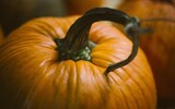 pumpkin 1031112_1280