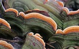 tree fungus 981596_1280