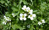 watercress 333746_1280